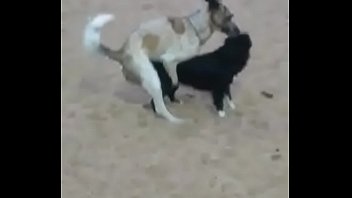 Cães fudendo na praia da Nazaré